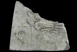 Crinoid (Decadocrinus) Fossil - Crawfordsville, Indiana #130170-1